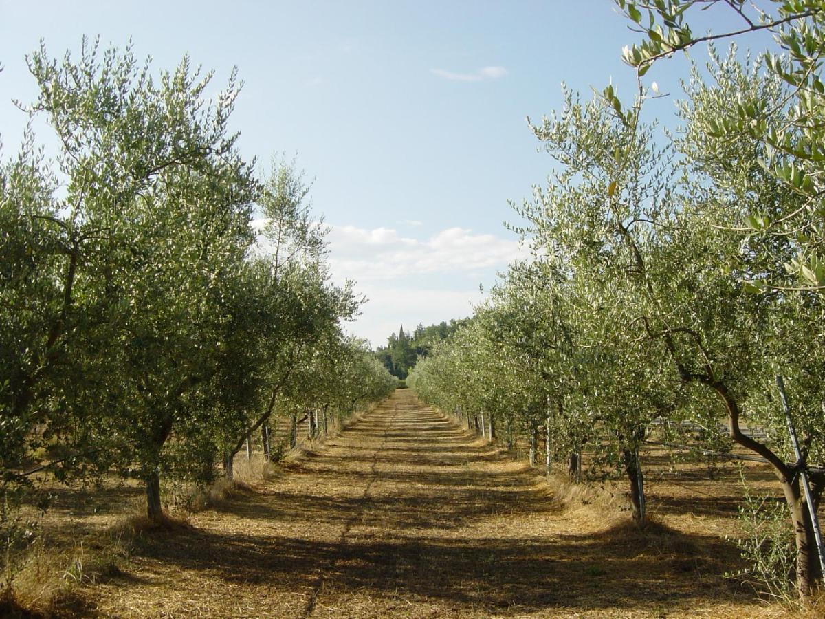 Agriturismo Il Selvino Terricciola المظهر الخارجي الصورة